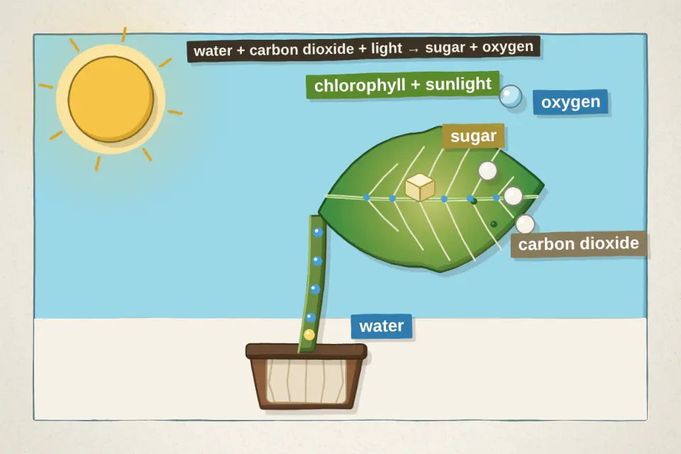 A leaf takes in water from the roots and carbon dioxide from the air, and uses the energy in sunlight to join them into sugar. Oxygen is left over and goes out into the air.