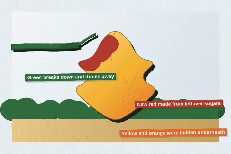 Leaves are full of green chlorophyll that hides yellow and orange colours underneath. As autumn days shorten, the tree breaks the chlorophyll down, the green fades, and the hidden colours show; some trees also make new reds.