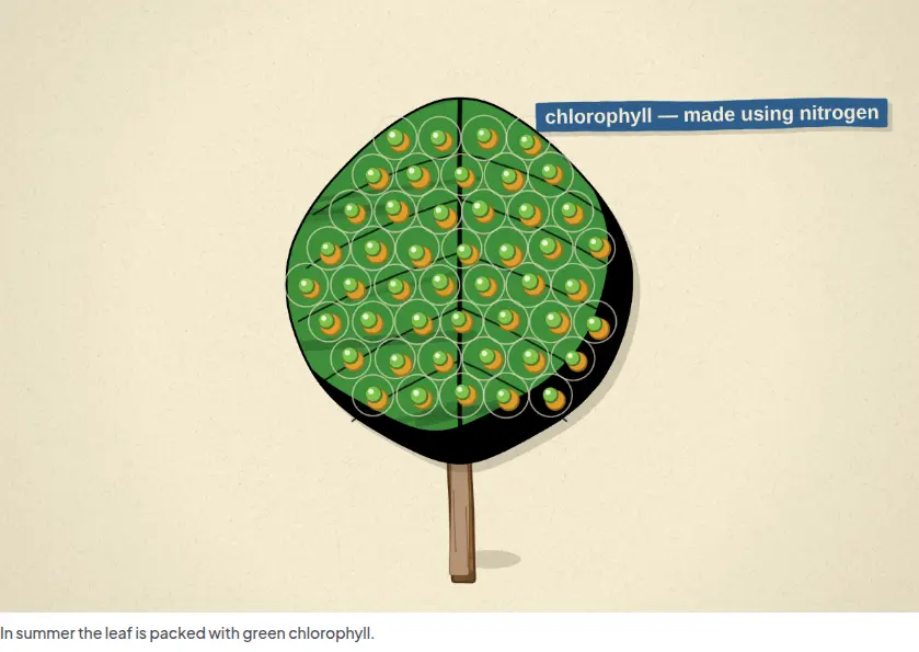 A drawn picture of a leaf full of green chlorophyll, with a caption